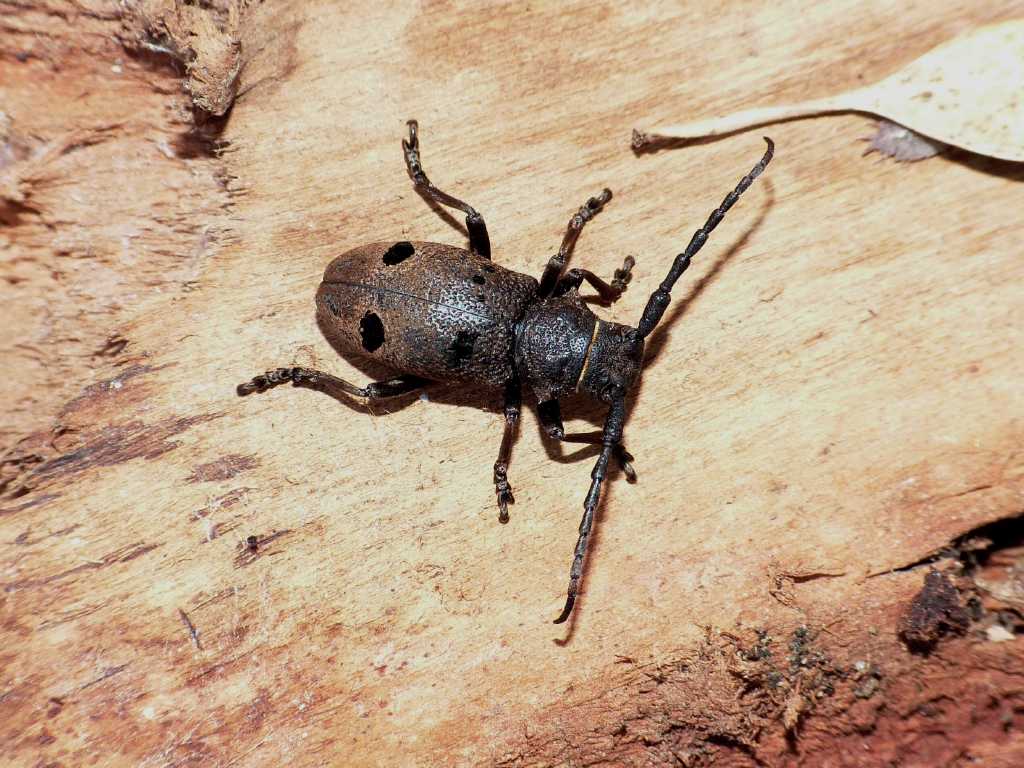 Herophila tristis e Blaps (gibba?)  - Torrimpietra (RM)